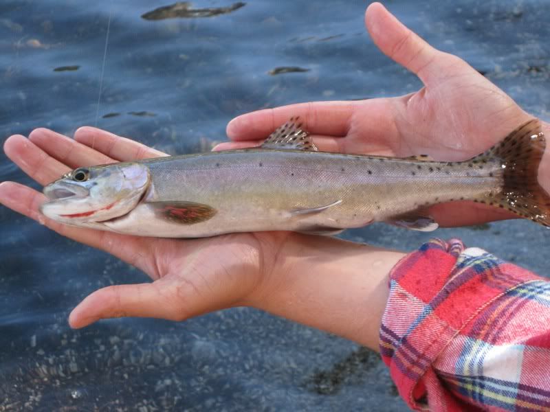 Awesome fishing in Mammoth area 7/9/11 7/15/11